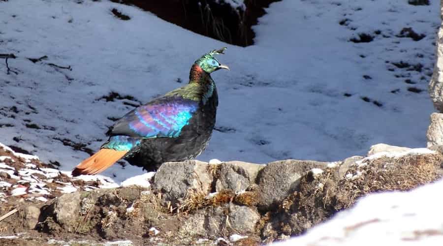 Khangchendzonga National Park