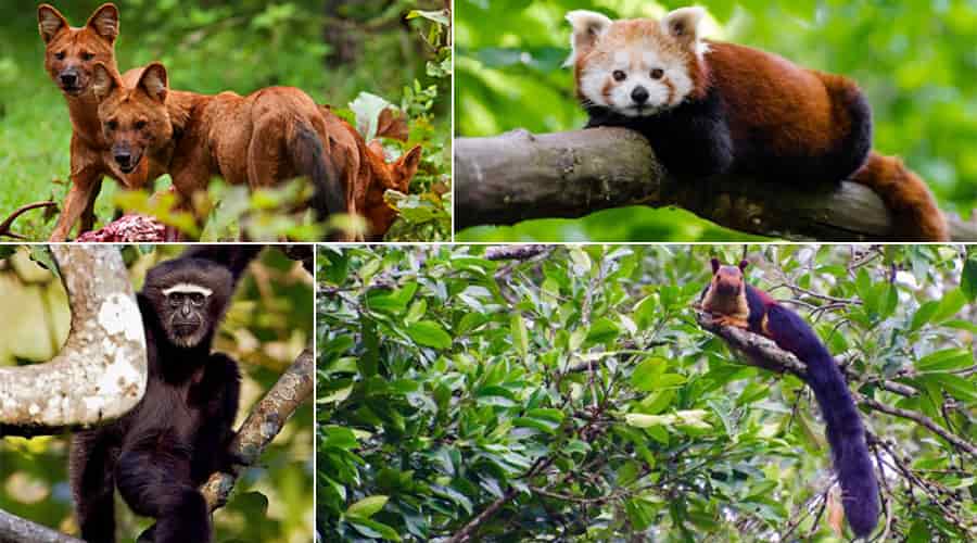 Namdapha National Park