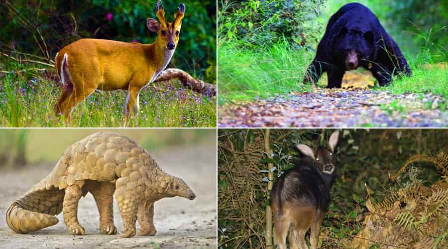 Top 12 High Altitude National Parks and Wildlife Sanctuaries in India Top 12 High Altitude National Parks and Wildlife Sanctuaries in India