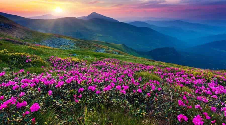 Valley Of Flowers National Park