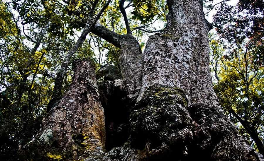 500 Years Old Tree, Kodaikanal