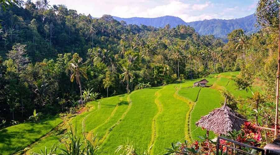 The Natural Beauty of Bali