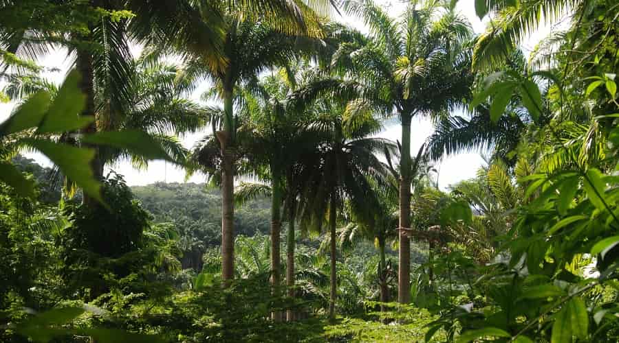 Turner’s Hall Woods Barbados