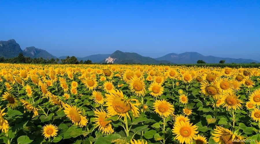 Sunflower Fields Thailand Lopburi Province