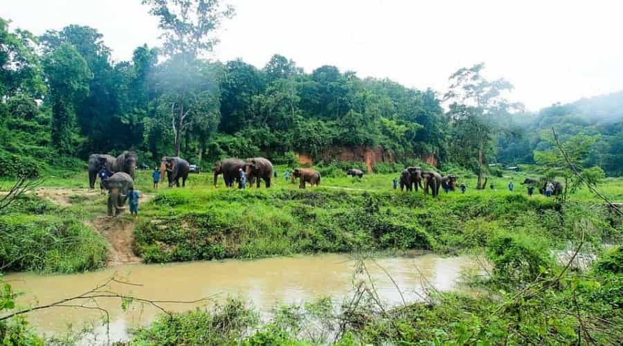 Thailand Elephant Conservation Center