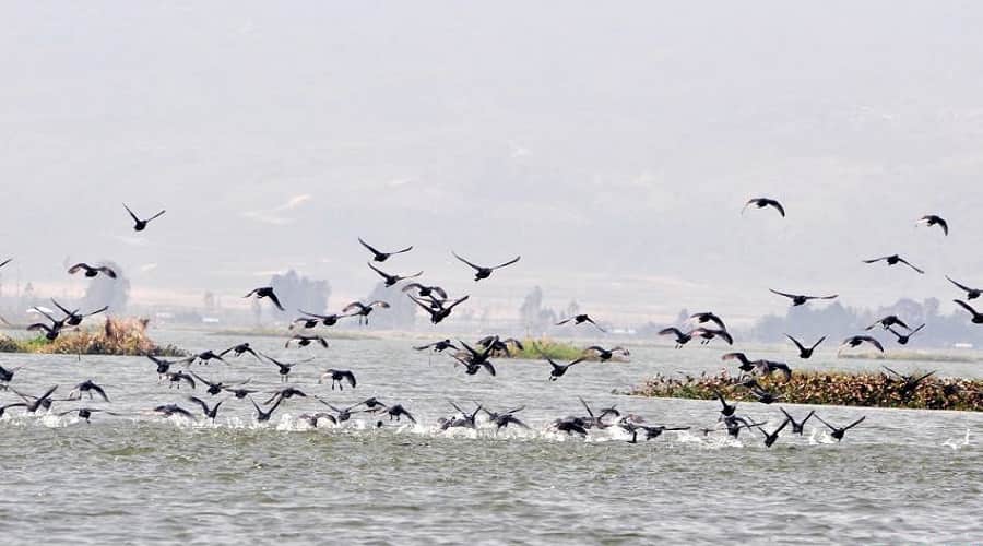 Bird Watching at Loktak Lake