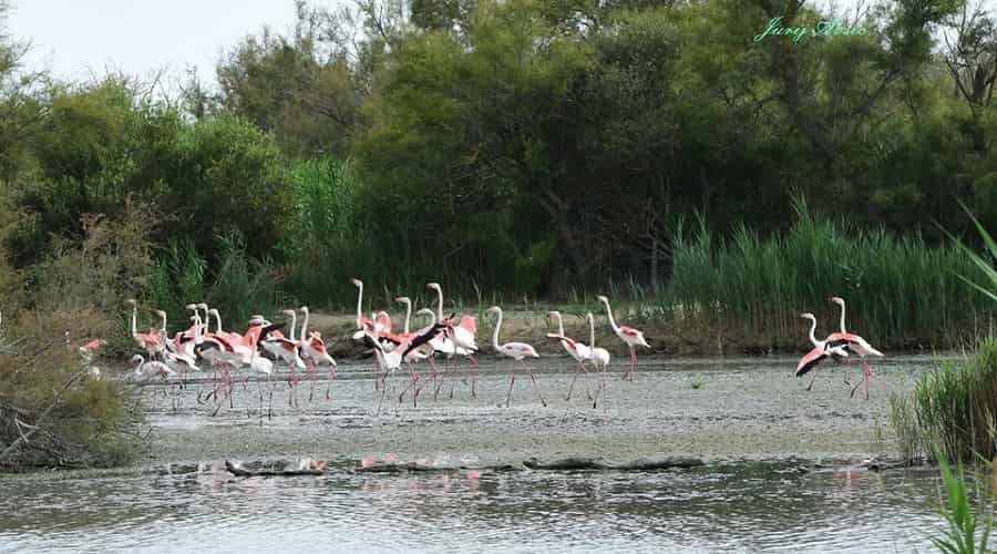 Camargue, France