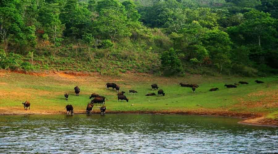 Indira Gandhi Wildlife Sanctuary and National Park