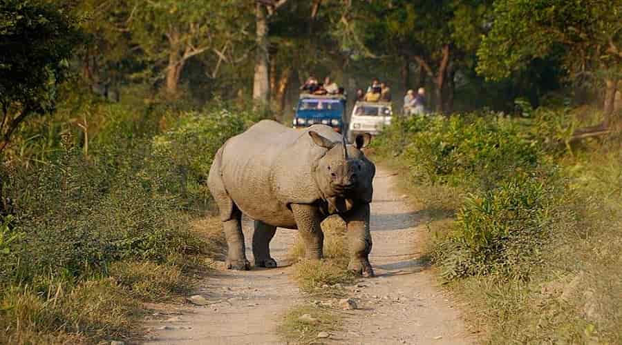 Jeep Safari Kaziranga National Park