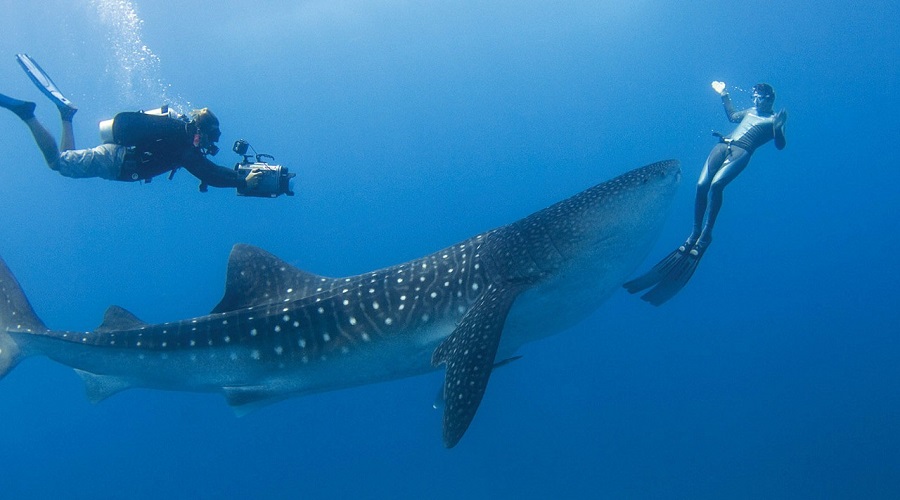 Maldives Dive Safari