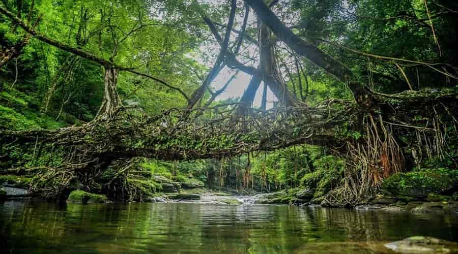 Root Bridge Mawlynnong Village