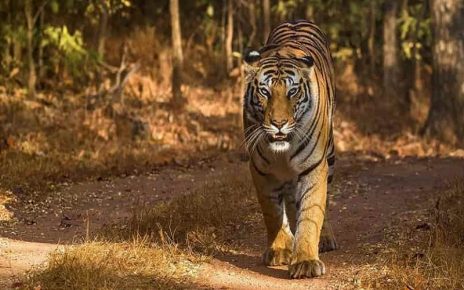 Bandhavgarh Tiger Reserve