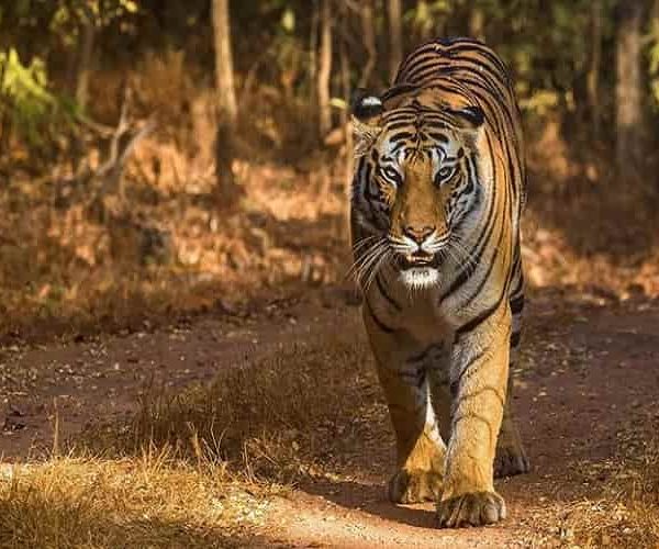 Bandhavgarh Tiger Reserve