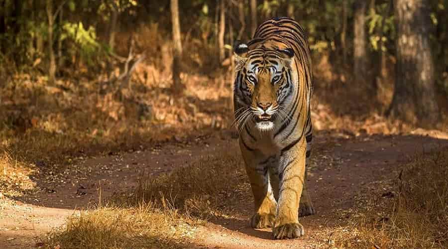 Bandhavgarh Tiger Reserve