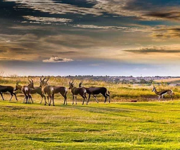 Big Five safaris in South Africa