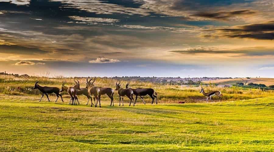 Big Five safaris in South Africa