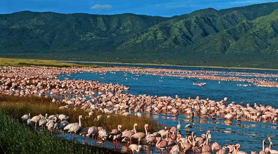 Flamingos