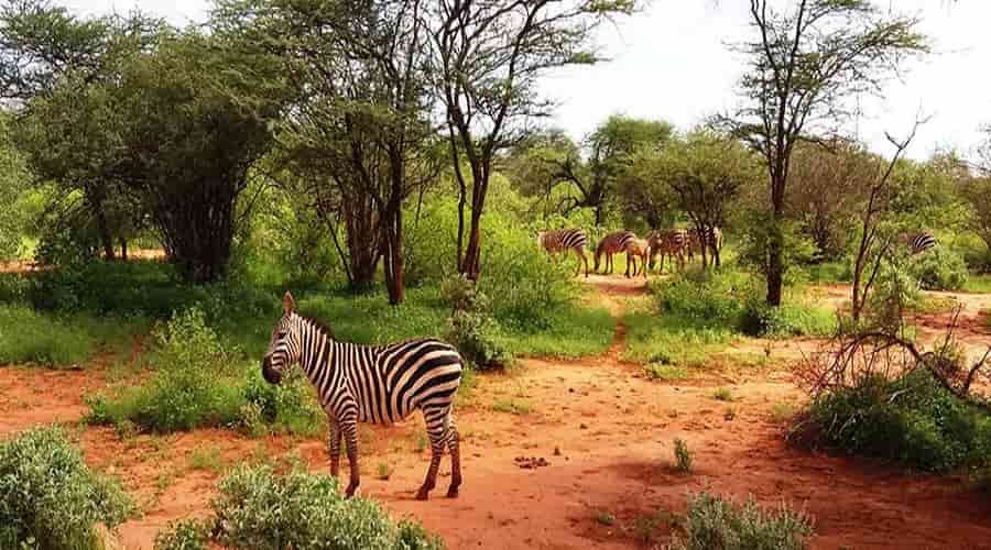 Kenya's Tsavo National Park