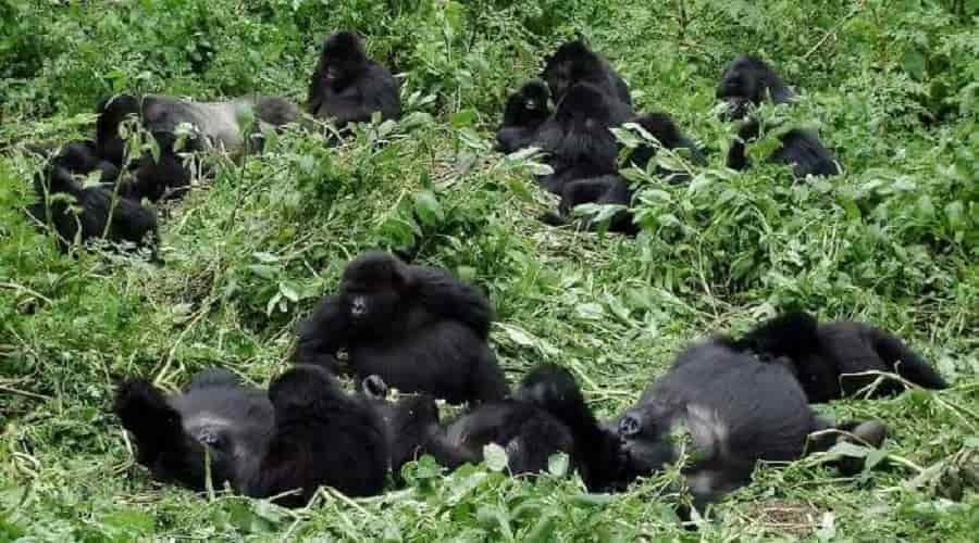 Mountain Gorillas