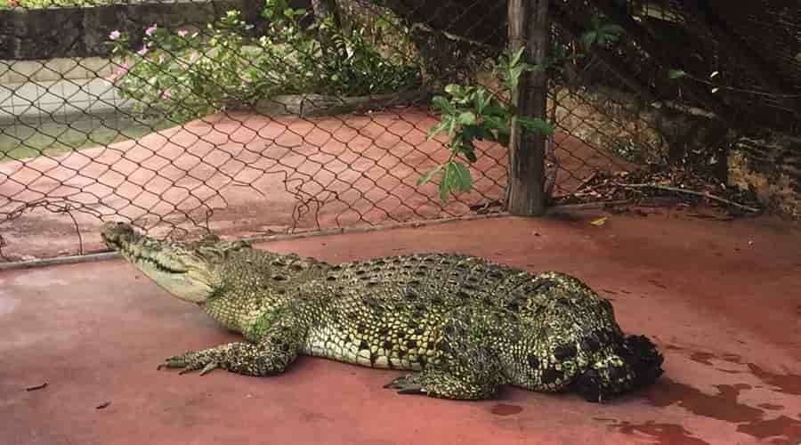 Samutprakan Crocodile Farm & Zoo