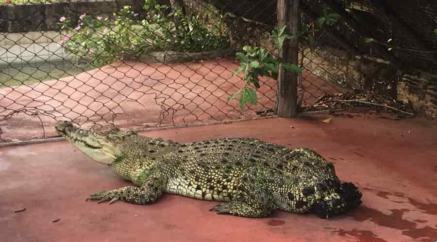 Samutprakan Crocodile Farm & Zoo