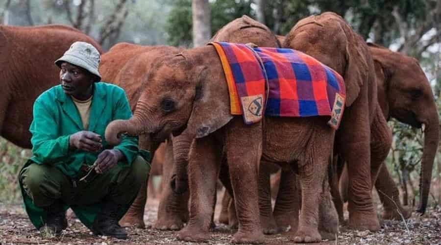 Sheldrick Wildlife Trust