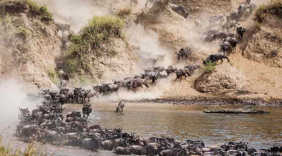 Wildebeest