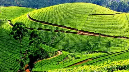 South Indian Tea Estate Tour