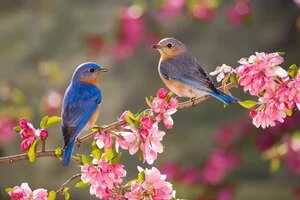 Bird Trails of North India