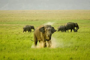 India Nepal Wildlife Package