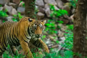 India Tiger Tour Package
