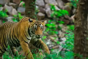 India Tiger Tour