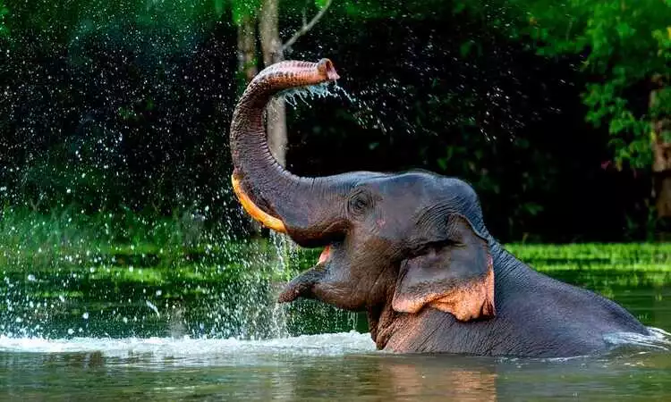 Indian Elephant Safari Tour Package