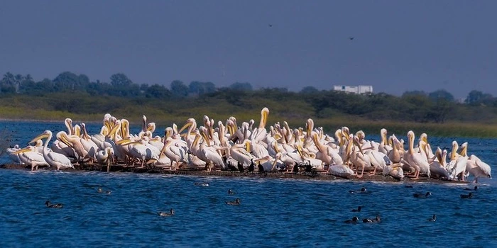 Khijadiya Bird Sanctuary