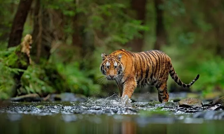 East India Wildlife Tour Package
