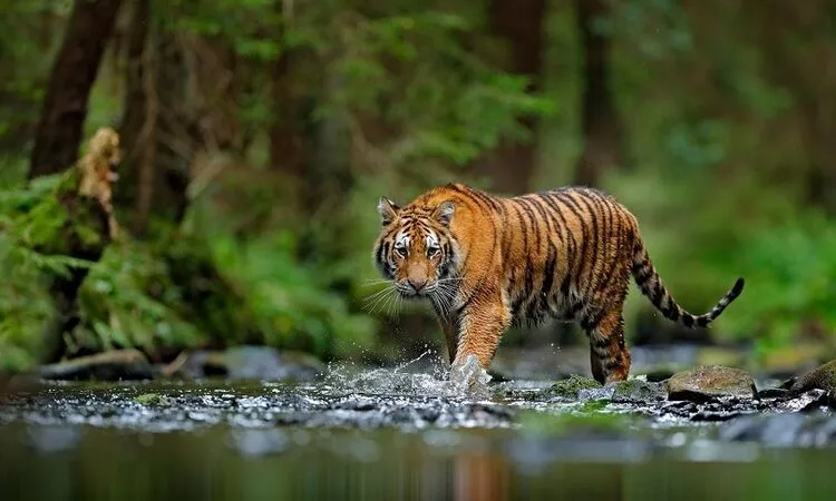East India Wildlife Tour Package East India Wildlife Tour Package