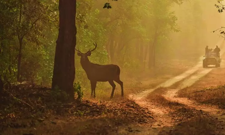 Jungle Tiger Safari Tour Package Jungle Tiger Safari Tour Package