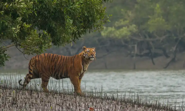 Mysterious Sundarbans Tour Package Mysterious Sundarbans Tour Package