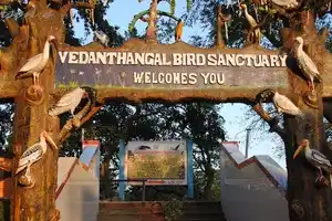 Vedanthangal Bird Sanctuary