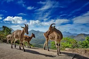 Mukurthi National Park