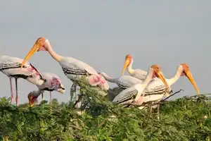 Koonthankulam Bird Sanctuary