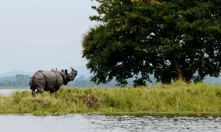 North East India Tour with Kaziranga