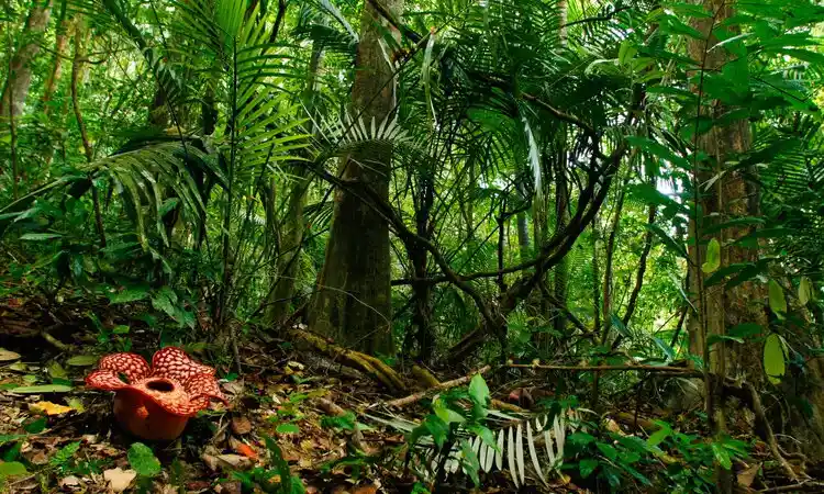 Taman Negara National Park Tour