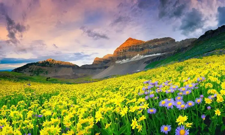 Valley of flowers trek tour package Valley of flowers trek tour package