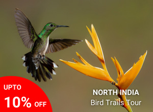 Bird Trails of North India Tour