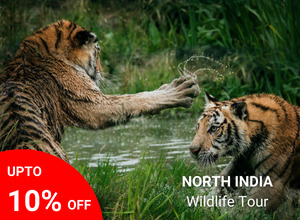 North India Wildlife Tour