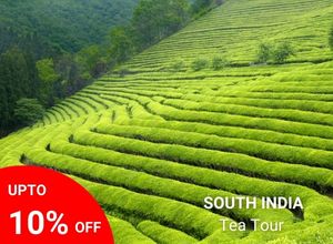 South Indian Tea Estate Tour