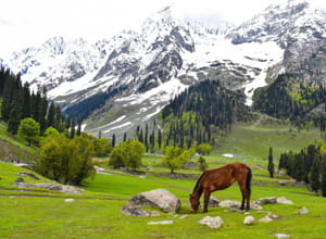 Kashmir Pahalgam Tour