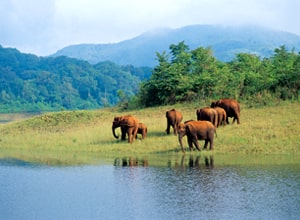 Kerala Wildlife Tour Package