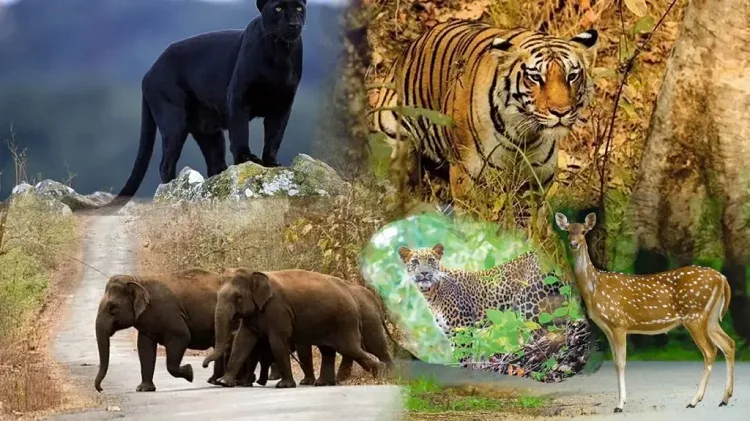 Wildlife Safari Tour in Gujarat Wildlife Safari Tour in Gujarat